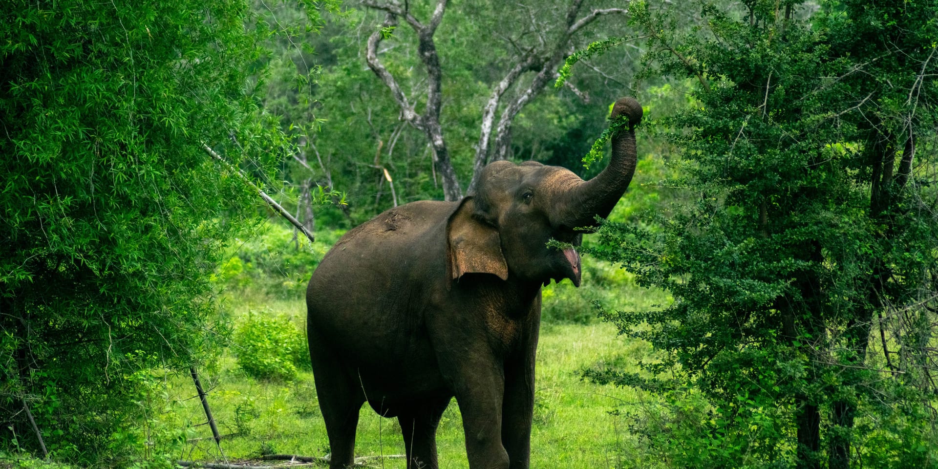 Wildlife Safari